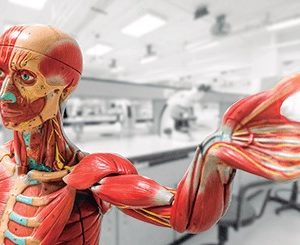 Noções Básicas de Anatomia